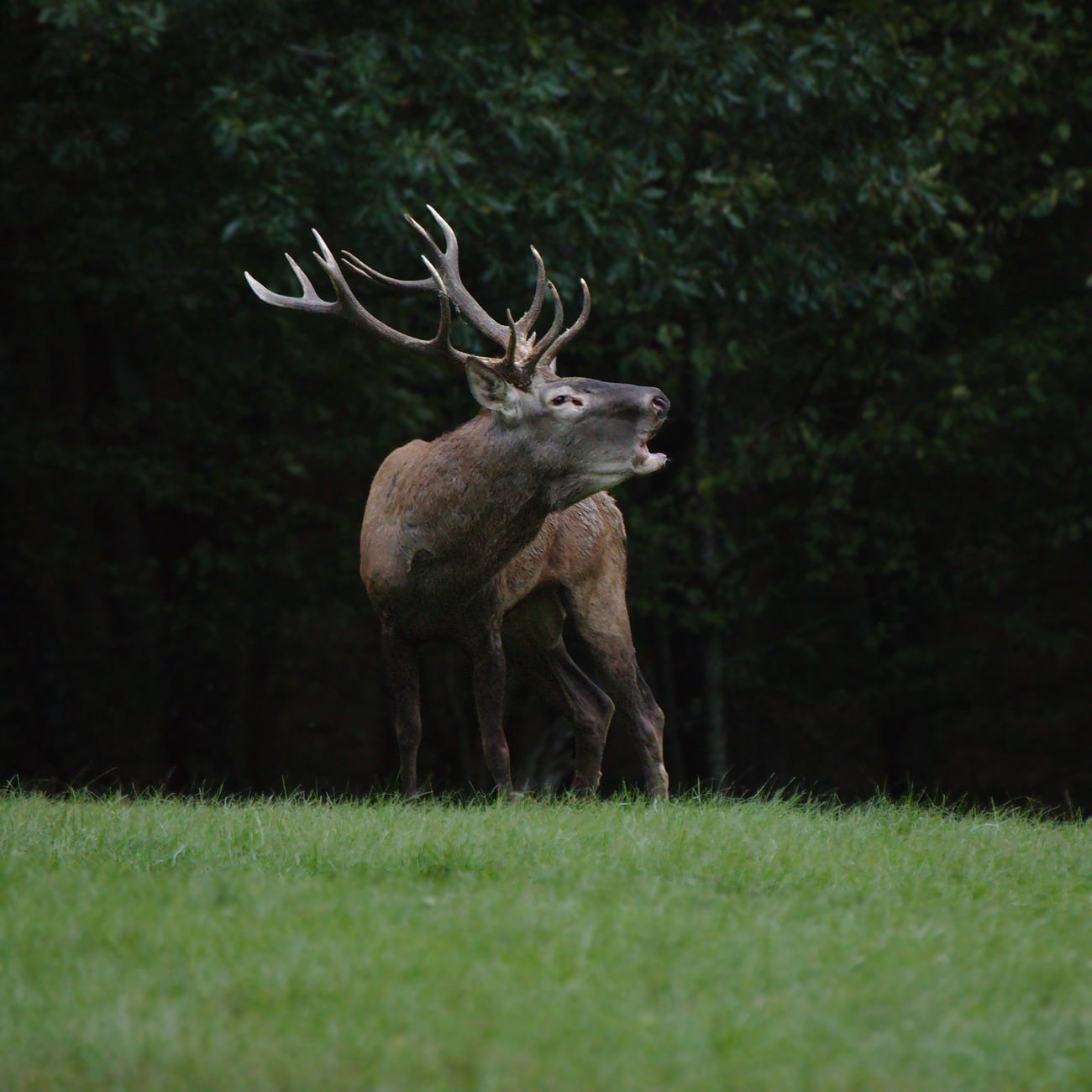 Red deer stag in field — the target of premium deer calling