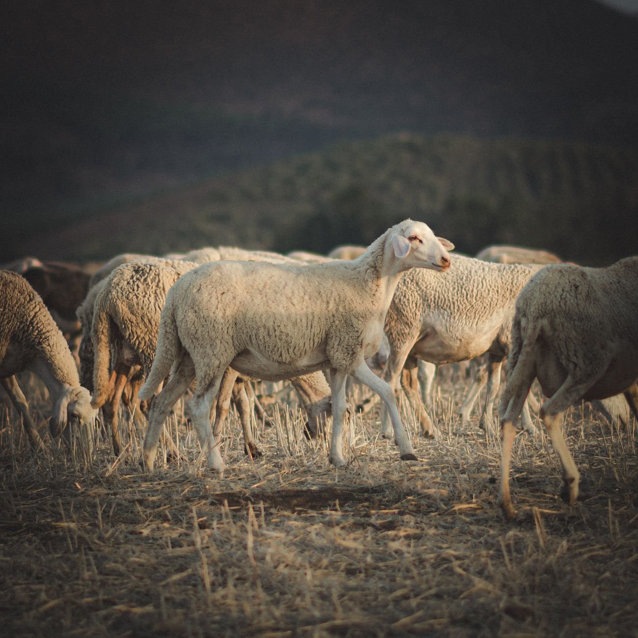 Merino wool base layer set for cold weather hunting and outdoor activities