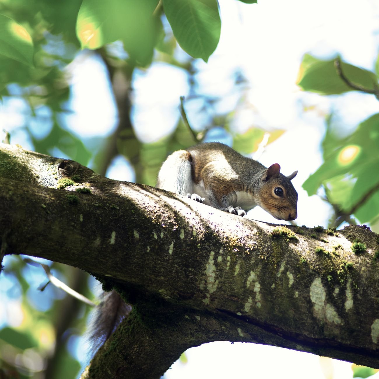 Cellular trail camera mounted in a forest setting for wildlife scouting