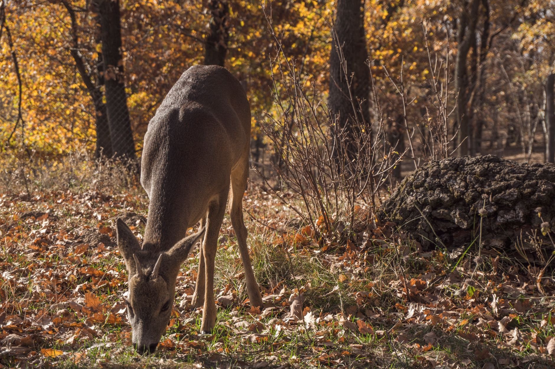 A roe deer grazing among autumn leaves in a forest.