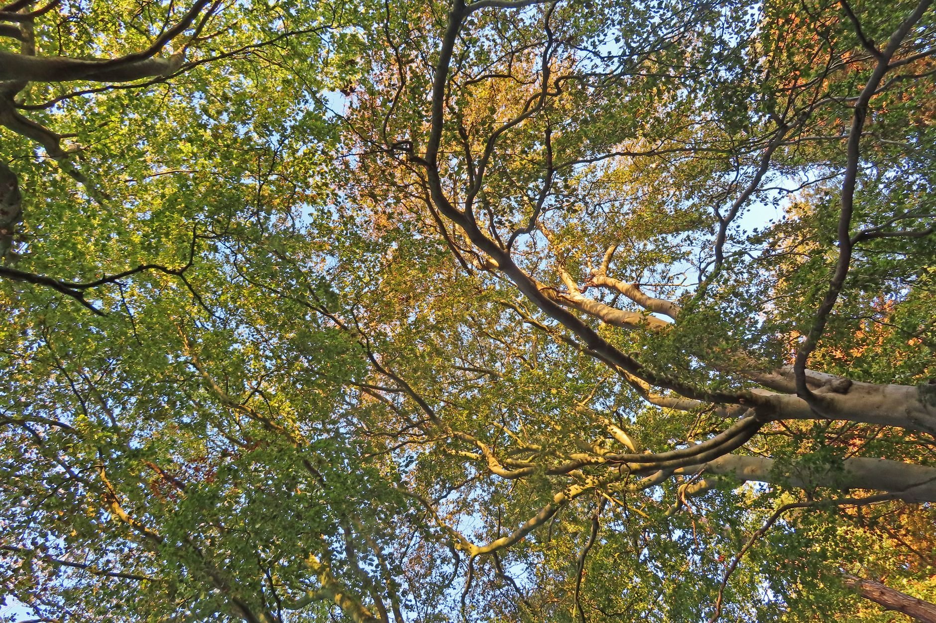 Lush green tree canopy with sunlight filtering through the leaves.
