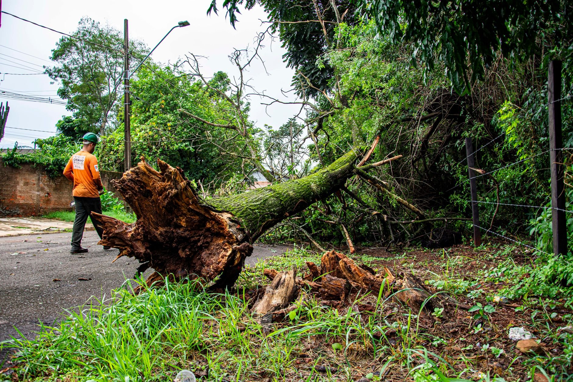 Worker clearing fallen tree on street after storm damage.