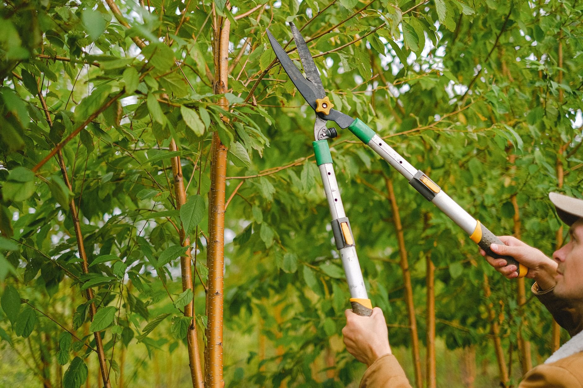 Professional arborist pruning tree branches with pruning shears.